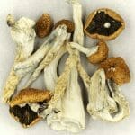 Creeper | Shroom Canada