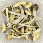 Blue Magnolia Rust | Shroom Canada