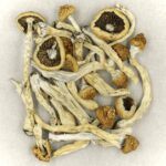 Texas Yellow Cap | Shroom Canada