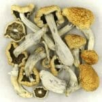 Vietnamese | Shroom Canada