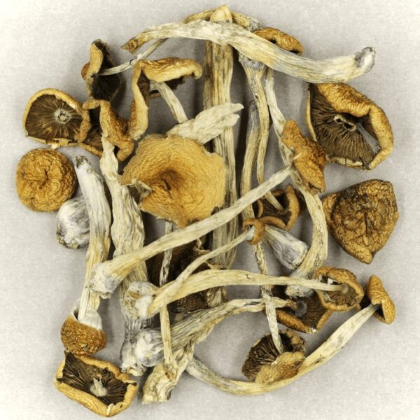 Mazatapec | Shroom Canada