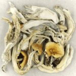 Treasure Coast | Shroom Canada
