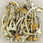 Amazonian Cubensis | Shroom Canada