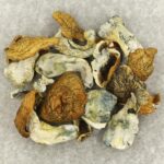 King Kong | Shroom Canada