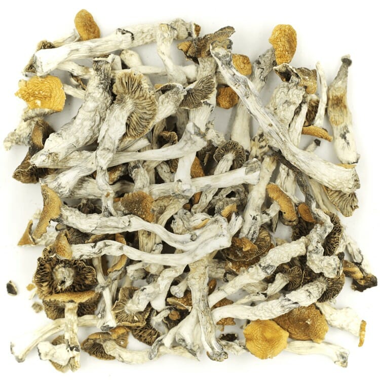 What are the Best Shrooms Online? Mush Golden Teacher at Shroom Canada