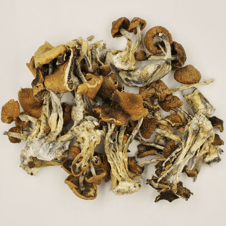 A New Trend In Wellness Is Psilocybe Cubensis And Microdosing Psilocybe Cubensis at Shroom Canada
