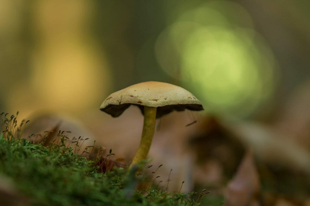 Sourcing High-Quality Magic Mushrooms psilocybe cubensis at Shroom Canada