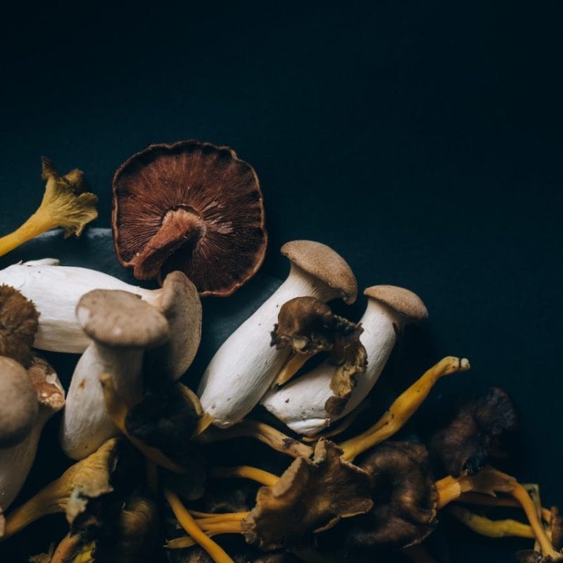 Dried Shrooms | sero_canada