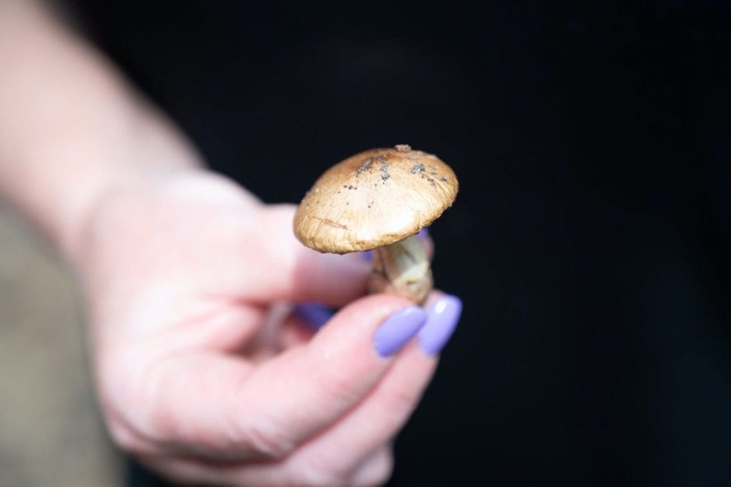 Five Must-try Shrooms Near Me Shrooms near me