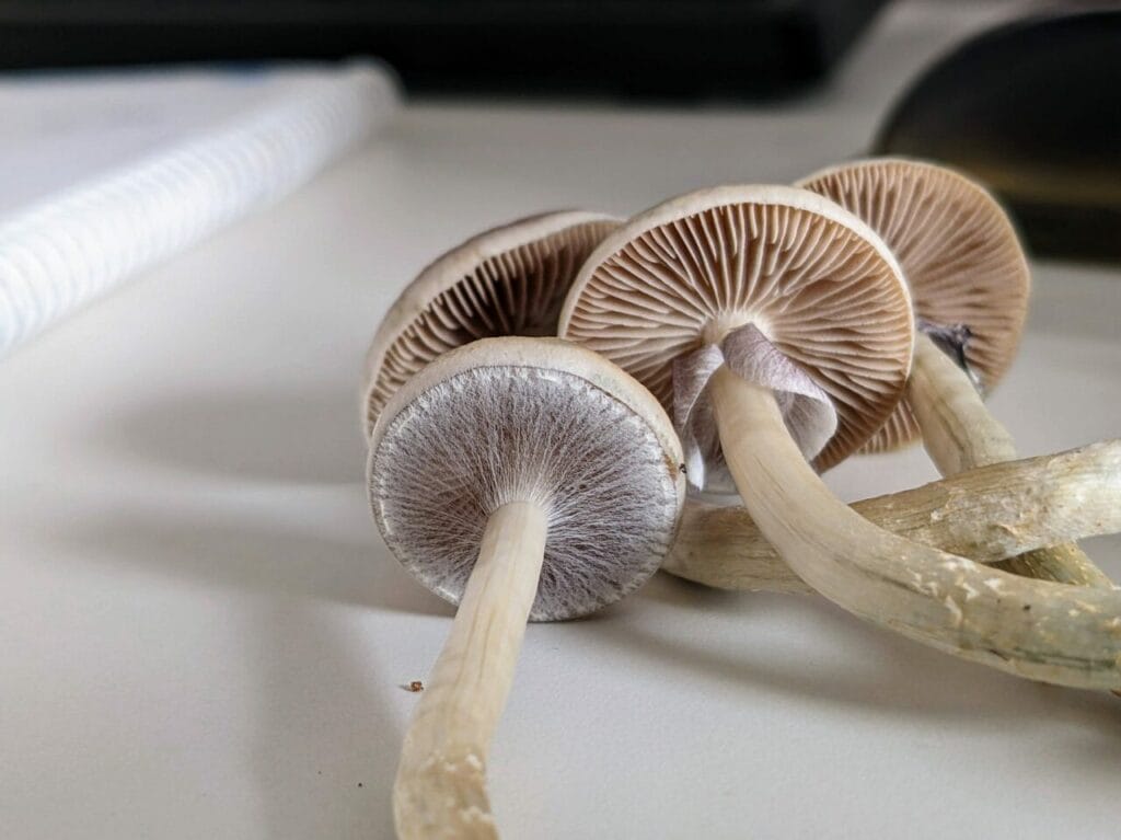 Magic Mushrooms at Shroom Canada