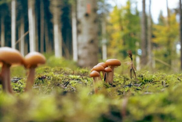 Magic Mushroom Dispensary