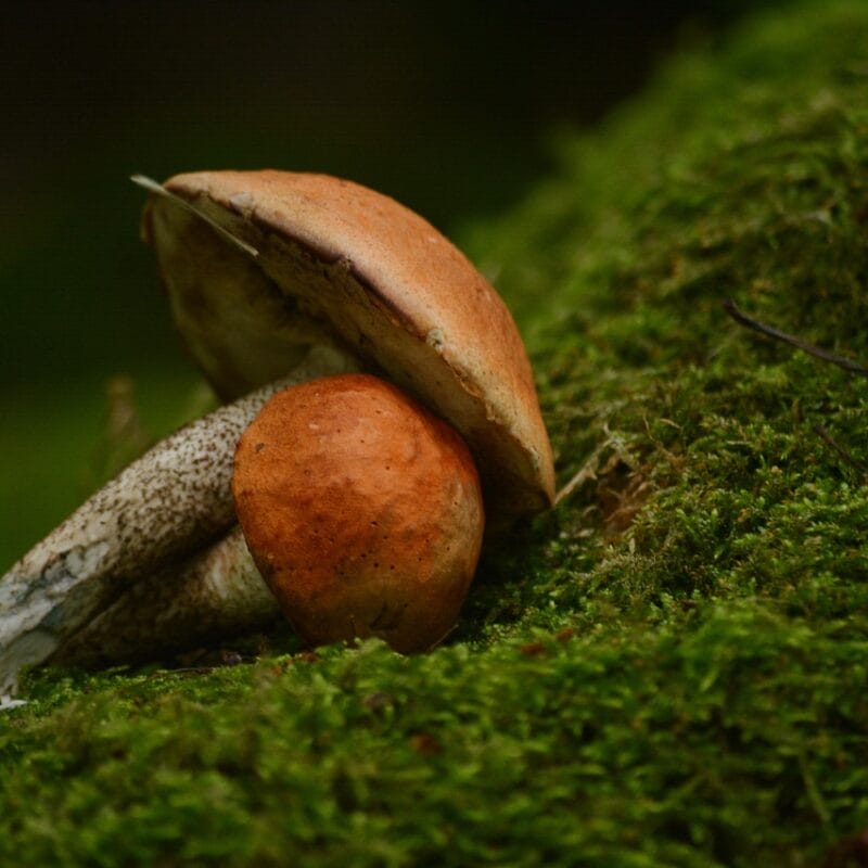 Mushroom Dispensary Vancouver | sero_canada