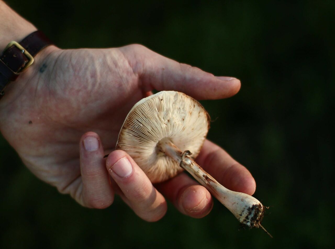 Exploring The Pharmacokinetics of Magic Mushrooms